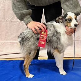 River - Toy Australian Shepherd