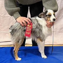 River - Toy Australian Shepherd