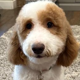 Daisy - Goldendoodle