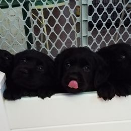 Labrador Retriever Puppies from Hearthside Labradors