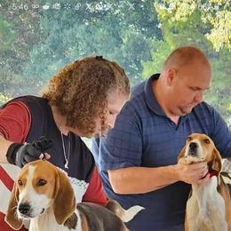 Dot Dot - American Foxhound