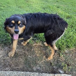 Gator - Australian Shepherd