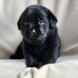 Ravenclaw - Black male Labrador Retriever puppy in Saunemin, Illinois from Shooting Star Labs