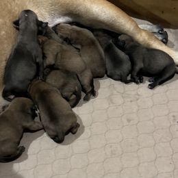 Bullmastiff Puppies from Curnwood’s Bullmastiff’s