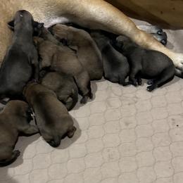 Bullmastiff Puppies from Curnwood’s Bullmastiff’s