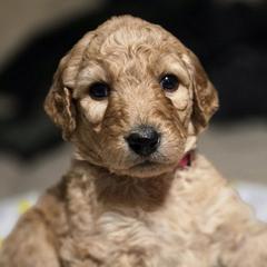 Golden Mountain Doodles from Ottie's Angels