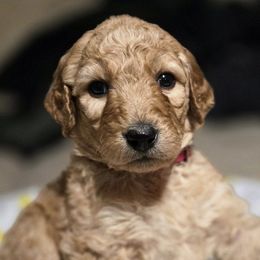 Golden Mountain Doodles from Ottie's Angels