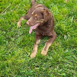Blossom - Tan female Chesapeake Bay Retriever puppy in Soap Lake, Washington from Desert Oasis Kennels