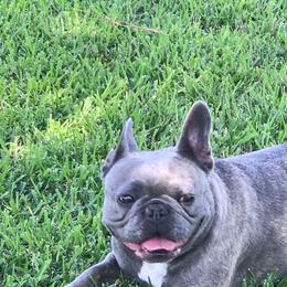 French Bulldog Puppies from Blue Ribbon French Bulldogs