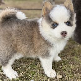River - Tri-color male Pomsky puppy in Scandinavia, Wisconsin from Bonnie’s Little Fluffys