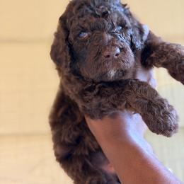 Ser Duncan - Brown male Poodle puppy in Atlanta, Georgia from Syren House Doodles & Poodles