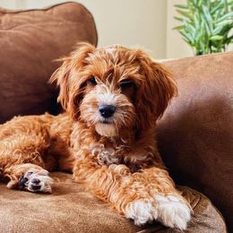 Cavapoos and Goldendoodles from AnnaBella Doodles
