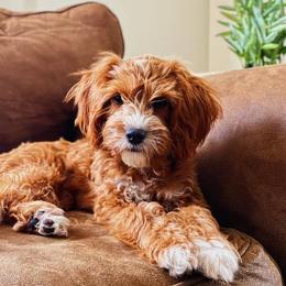 Cavapoos and Goldendoodles from AnnaBella Doodles