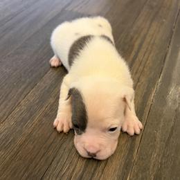 Bunnie - White female American Staffordshire Terrier puppy in Fort Worth, Texas from Josiah Carter