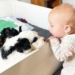 Bernedoodle and Bernese Mountain Dog Puppies from Mercy Mountain Doodles