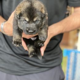 German Shepherd Puppies from Sua Sponte GSDs