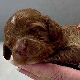 Lady - Red female Cockapoo puppy in Mocksville, North Carolina from Little Bear Doodles