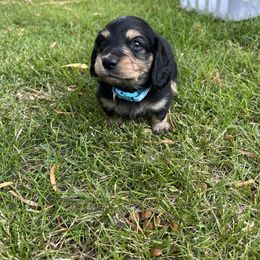 Boy 1 - Black and cream male Dachshund puppy in Stevensville, Montana from LynnHaven Ranch Dachshunds