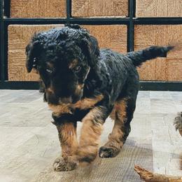Bob - Black phantom male Aussiedoodle puppy in Yacolt, Washington from Aussiedoodles by Maggie