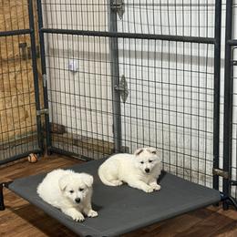 Boy 5 - White male Berger Blanc Suisse puppy in Valparaiso, Indiana from Foreman’s White Swiss Shepherds