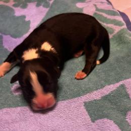 Toyota - Black tri-color male Australian Shepherd puppy in Bennett, Colorado from Alolan Angel Aussies