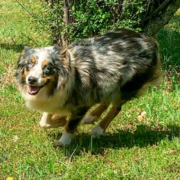 Millie - Australian Shepherd