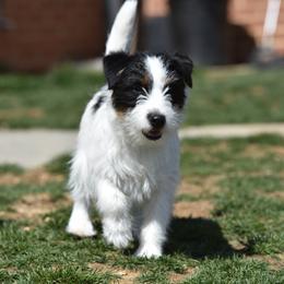 Twix - Russell Terrier