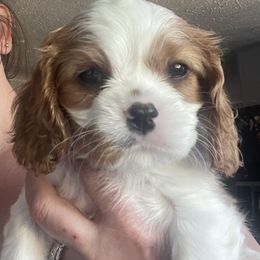 Cavalier King Charles Spaniel Puppies from Sahailey Cavaliers