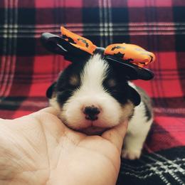 American Corgi and Pembroke Welsh Corgi Puppies from The Adirondack Corgi