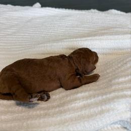 Cupid - Red  female Poodle puppy in Cape Coral, Florida from Ruby the poodle