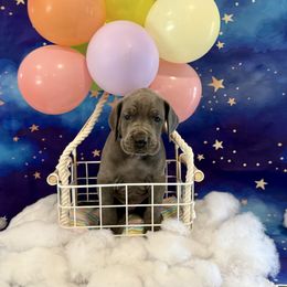 Benedict - Blue male Great Dane puppy in Westland, Michigan from Lazuli Great Danes