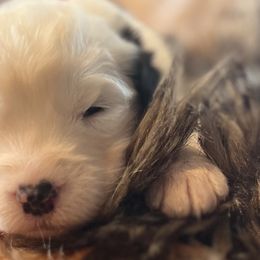 Girl 4 - Gray and white Old English Sheepdog puppy in Syracuse, Indiana from Ridgeruns OES