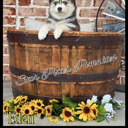 Pomsky Puppies from Star Power Pomskies