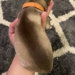 Siberian Husky Puppies from Alexandra's Siberian Huskies