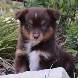 Roman - Red tri male Miniature Australian Shepherd puppy in Evant, Texas from Lazy VT Bar Ranch