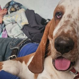 Basset Hounds from Melissa Leon