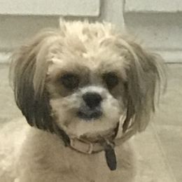 Lotto - Shih Tzu