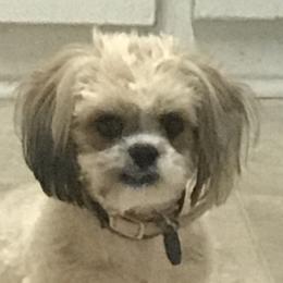 Lotto - Shih Tzu