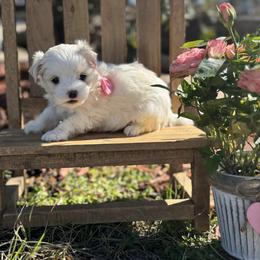 Genevieve - White female Maltese puppy in Live Oak, Florida from Pupkin’s Maltese