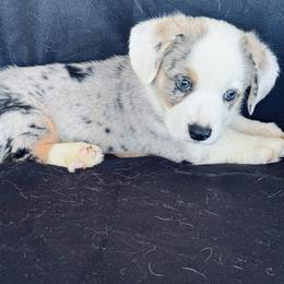 Apollo with blue eyes - Blue merle and white male Cardigan Welsh Corgi puppy in Huntington Beach, California from Gingerbread