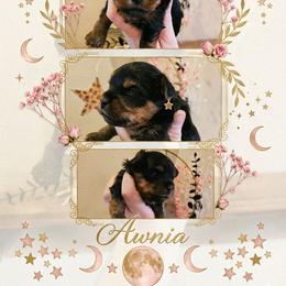 Awnia - Black and tan female Yorkshire Terrier puppy in Moses Lake, Washington from Harmony Hills Yorkies