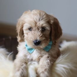 Goldendoodle Puppies from Sac River GoldenDoodles LLC