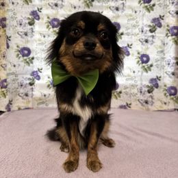 Chihuahua All Grown Up from Pensacola Chi Garden