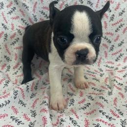 Sassy - Black and white female Boston Terrier puppy in Fillmore, Illinois from Wind Hill Puppies