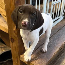 Blue collar - White and liver male German Shorthaired Pointer puppy in Beaverdam, Virginia from Harts Hill Kennel