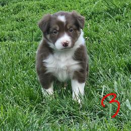 Girl 3 - Tri-color female Border Collie puppy in Wakeman, Ohio from Sandstone Ridge Kennels