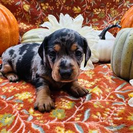 Dachshund Puppies from Sweet Home Alabama Dachshunds