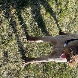 Rose - Miniature Schnauzer