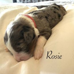 Rosie - Blue merle female Bernedoodle puppy in Tulsa, Oklahoma from Magnolia Blossom Bernadoodles