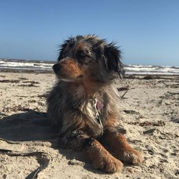 Jayla - Toy Australian Shepherd